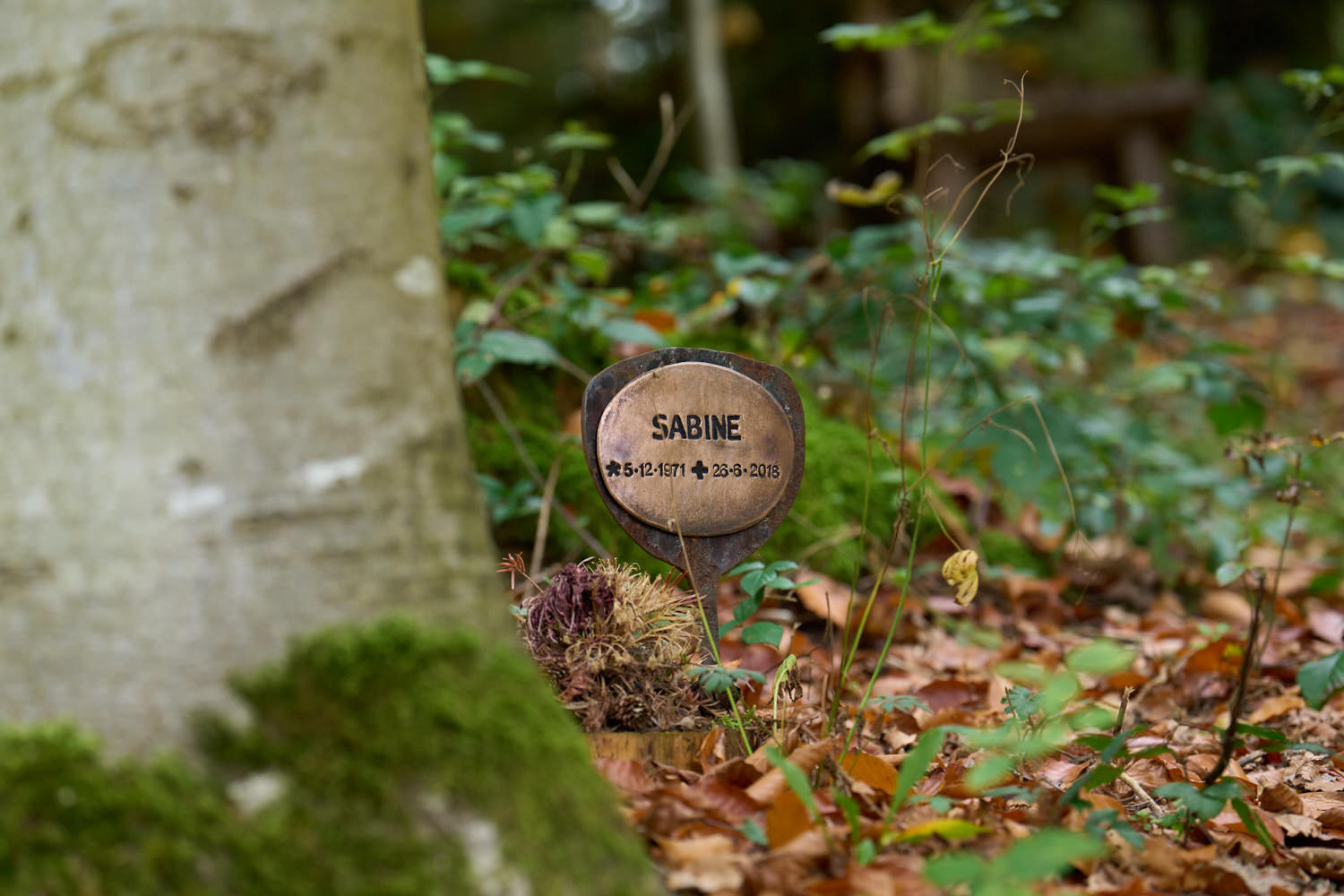 Baum mit Gedenktafel im TrauerPark Eremia bei Bruckberg – Waldbestattung