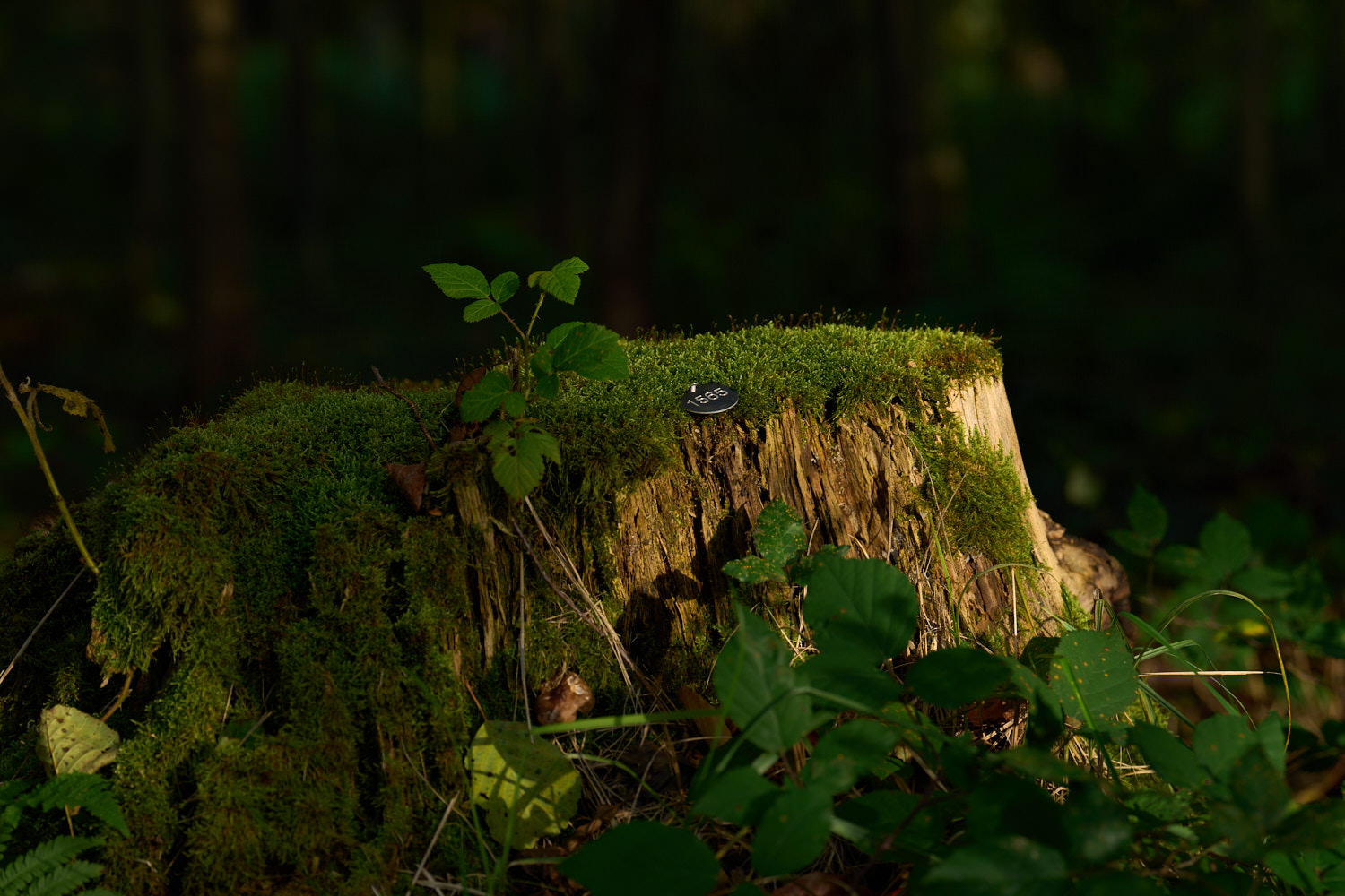 Bemooster Baumstumpf im Naturfriedhof Eremia