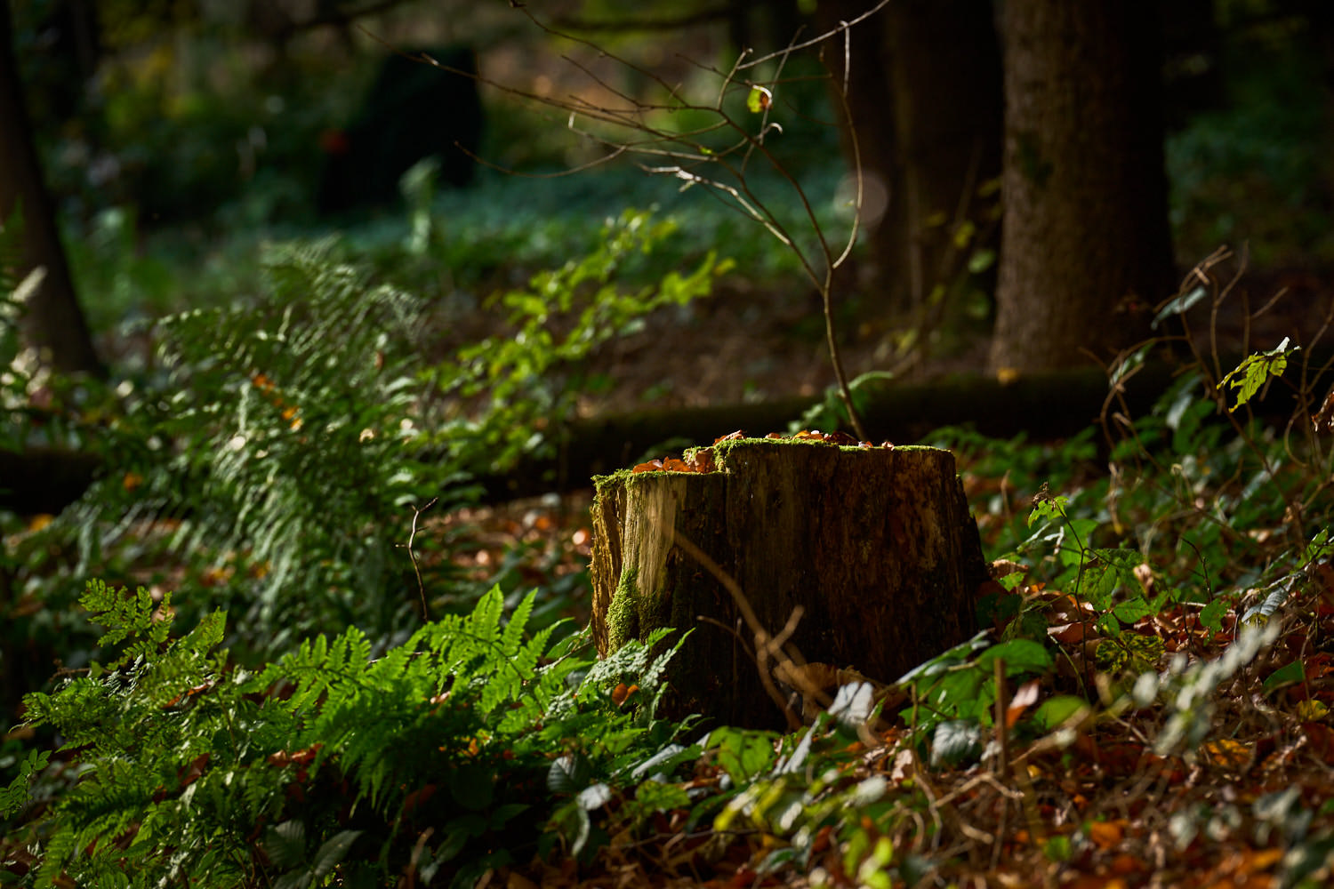 _DSC0648